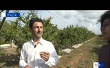 27/05/2022 TGR Sicilia - Trapani: "I buoni frutti"